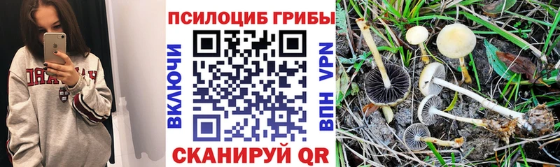 Галлюциногенные грибы Psilocybe Усть-Катав